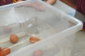 2011-MsBrennan-salt-eggs-float-1