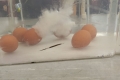 2011-MsBrennan-salt-eggs-float-3
