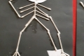 2110-MrCantwell-5th-Cotton-Bud-Skeletons-8