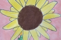2302-Mr-Coghlan-6th-Sunflowers-11