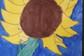 2302-Mr-Coghlan-6th-Sunflowers-18