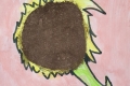 2302-Mr-Coghlan-6th-Sunflowers-9